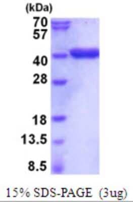 SDS-PAGE: Recombinant Mouse GAPDH His Protein [NBP2-59519]