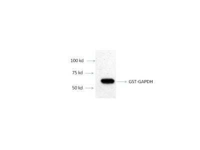 Western Blot: Recombinant Human GAPDH GST (N-Term) Protein [H00002597-P02]