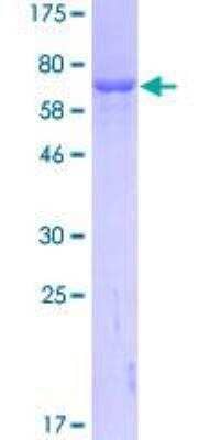 SDS-PAGE: Recombinant Human GART GST (N-Term) Protein [H00002618-P01]