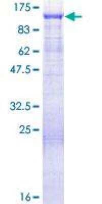 SDS-PAGE: Recombinant Human GAS2L1 GST (N-Term) Protein [H00010634-P01]