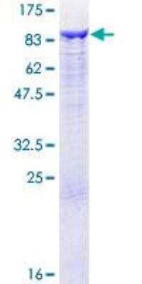 SDS-PAGE: Recombinant Human GCLC GST (N-Term) Protein [H00002729-P01]