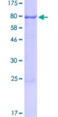 SDS-PAGE: Recombinant Human GCNF/NR6A1 GST (N-Term) Protein [H00002649-P01]