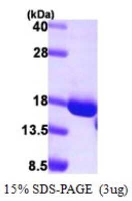 SDS-PAGE: Recombinant Human GCSH His Protein [NBP1-72520]