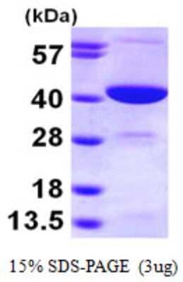 SDS-PAGE: Recombinant Human GMPR2 His Protein [NBP1-48361]