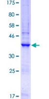 SDS-PAGE: Recombinant Human GNA14 GST (N-Term) Protein [H00009630-Q01]