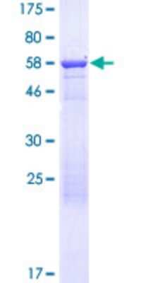 SDS-PAGE: Recombinant Human GOLGA6L9 GST (N-Term) Protein [H00440295-P01]