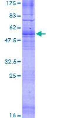 SDS-PAGE: Recombinant Human GPR12 GST (N-Term) Protein [H00002835-P01]