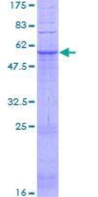 SDS-PAGE: Recombinant Human GPR31 GST (N-Term) Protein [H00002853-P01]