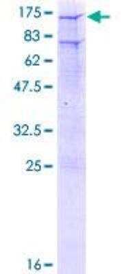 SDS-PAGE: Recombinant Human GR/NR3C1 GST (N-Term) Protein [H00002908-P01]