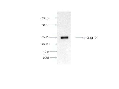 Western Blot: Recombinant Human GRB2 GST (N-Term) Protein [H00002885-P01]