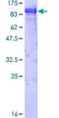 SDS-PAGE: Recombinant Human GRP78/HSPA5 GST (N-Term) Protein [H00003309-P01]