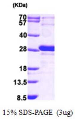 SDS-PAGE: Recombinant Human GRPEL1 His Protein [NBP1-49431]