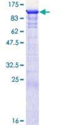 SDS-PAGE: Recombinant Human GSPT1 GST (N-Term) Protein [H00002935-P02]