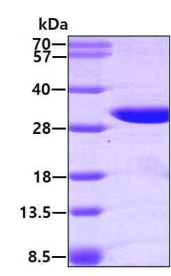 SDS-PAGE: Recombinant Human GSTO1 Protein [NBP1-37093]