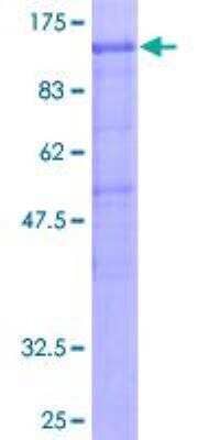 SDS-PAGE: Recombinant Human Gemin 3 GST (N-Term) Protein [H00011218-P01]