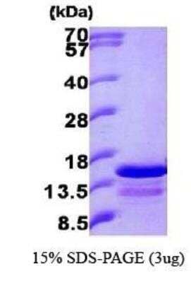 SDS-PAGE: Recombinant Human Ghrelin/Obestatin His Protein [NBP1-30274]