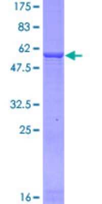 SDS-PAGE: Recombinant Human Glutamate Dehydrogenase 2/GLUD2 GST (N-Term) Protein [H00002747-P02]