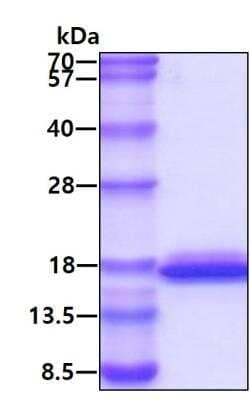 SDS-PAGE: Recombinant Human Glutaredoxin 2 His Protein [NBP1-30299]