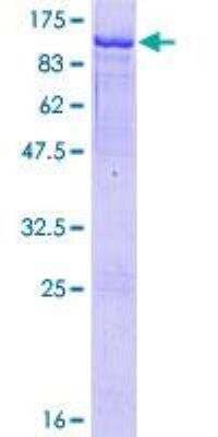 SDS-PAGE: Recombinant Human HBS1L GST (N-Term) Protein [H00010767-P01]