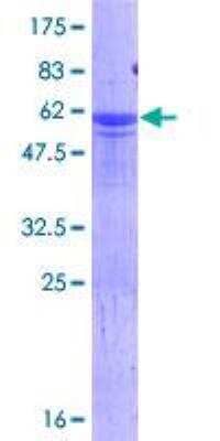 SDS-PAGE: Recombinant Human HES6 GST (N-Term) Protein [H00055502-P01]