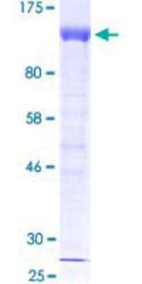 SDS-PAGE: Recombinant Human HIF-1 alpha GST (N-Term) Protein [H00003091-P01]