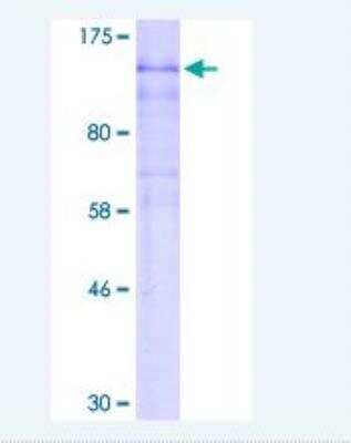 SDS-PAGE: Recombinant Human HIF-2 alpha/EPAS1 GST (N-Term) Protein [H00002034-P03]