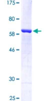 SDS-PAGE: Recombinant Human HIF-2 alpha/EPAS1 GST (N-Term) Protein [H00002034-Q01]