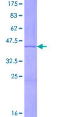 SDS-PAGE: Recombinant Human HIST2H3A GST (N-Term) Protein [H00333932-P01]