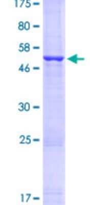 SDS-PAGE: Recombinant Human HLA DQB1 GST (N-Term) Protein [H00003119-P02]