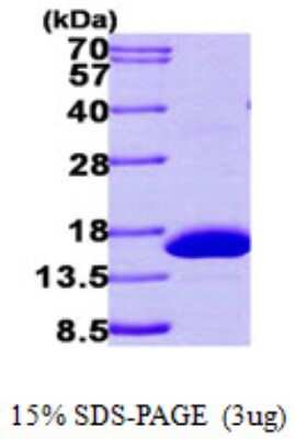 SDS-PAGE: Recombinant Human HRSP12 His Protein [NBP1-50921]