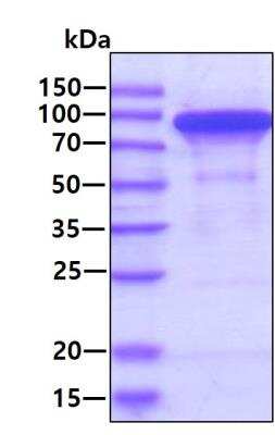 SDS-PAGE: Recombinant Human HSP90 His Protein [NBC1-18362]