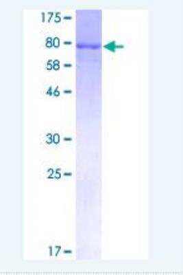 SDS-PAGE: Recombinant Human HSPA2 GST (N-Term) Protein [H00003306-P01]