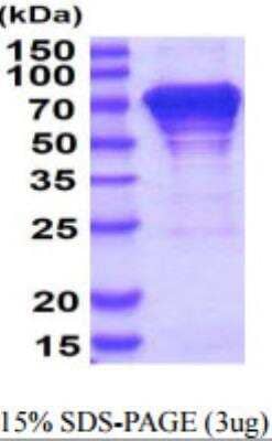 SDS-PAGE: Recombinant Human HSPA8/HSC71/Hsc70 His Protein [NBP1-30278]