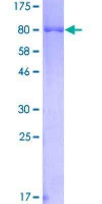 SDS-PAGE: Recombinant Human Hck GST (N-Term) Protein [H00003055-P01]