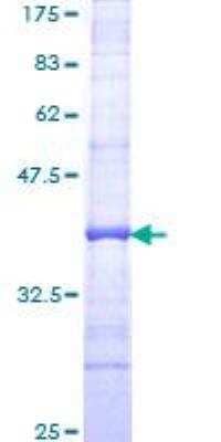 SDS-PAGE: Recombinant Human Hemoglobin A1 GST (N-Term) Protein [H00003039-Q01]