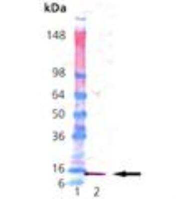 Western Blot: Recombinant Human Histone H2B Protein [NBP3-07913]