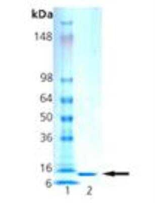 Western Blot: Recombinant Human Histone H2B Protein [NBP3-07913]