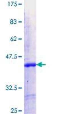 SDS-PAGE: Recombinant Human IKZF5 GST (N-Term) Protein [H00064376-Q01]