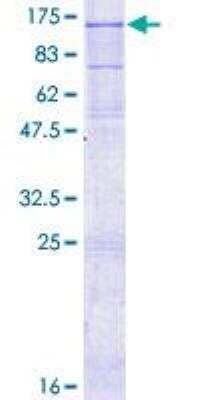 SDS-PAGE: Recombinant Human IL-12 R beta 2 GST (N-Term) Protein [H00003595-P01]