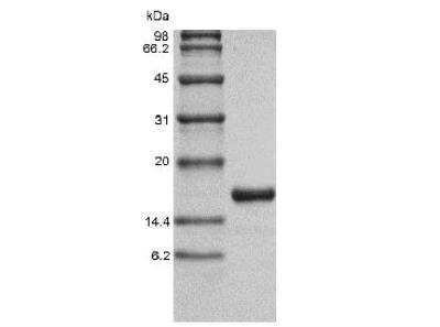 SDS-PAGE: Recombinant Human IL-36 gamma/IL-1F9 Protein [NBP2-34891]