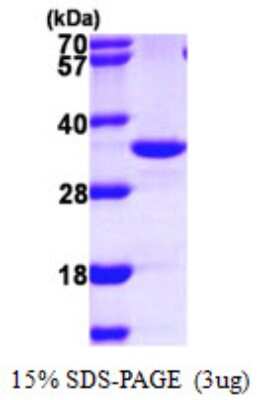 SDS-PAGE: Recombinant Human IMPA2 His Protein [NBP1-50991]