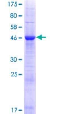 SDS-PAGE: Recombinant Human INF2 GST (N-Term) Protein [H00064423-P02]