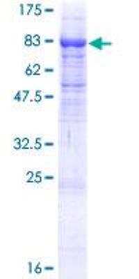 SDS-PAGE: Recombinant Human ITFG1 GST (N-Term) Protein [H00081533-P01]