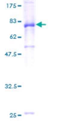 SDS-PAGE: Recombinant Human IgA1 GST (N-Term) Protein [H00003493-P02]