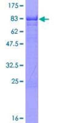 SDS-PAGE: Recombinant Human Ikaros/IKZF1 GST (N-Term) Protein [H00010320-P01]