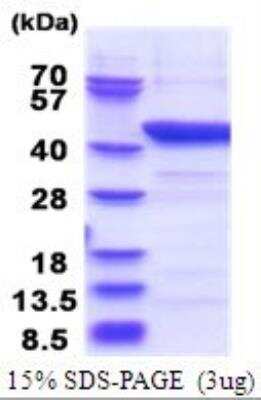 SDS-PAGE: Recombinant Human Indoleamine 2,3-dioxygenase/IDO His Protein [NBP2-51723]