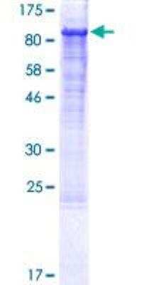 SDS-PAGE: Recombinant Human Integrin beta 1/CD29 GST (N-Term) Protein [H00003688-P01]