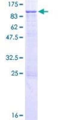 SDS-PAGE: Recombinant Human Integrin beta 7 GST (N-Term) Protein [H00003695-P01]