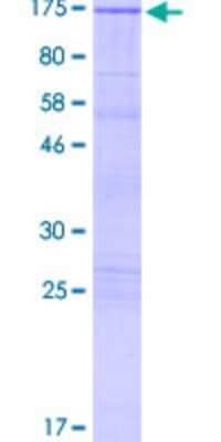 SDS-PAGE: Recombinant Human JIP2 GST (N-Term) Protein [H00023542-P02]