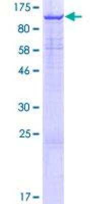 SDS-PAGE: Recombinant Human JMJD1B GST (N-Term) Protein [H00051780-P01]